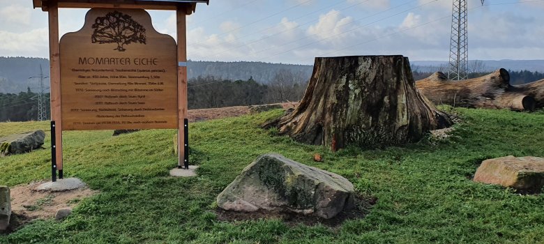 Infotafel bei der Momarter Eiche