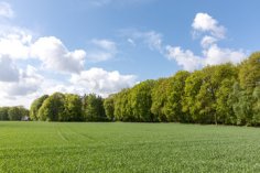 Wiese mit Wald im HIntergrund und blauer Himmel
